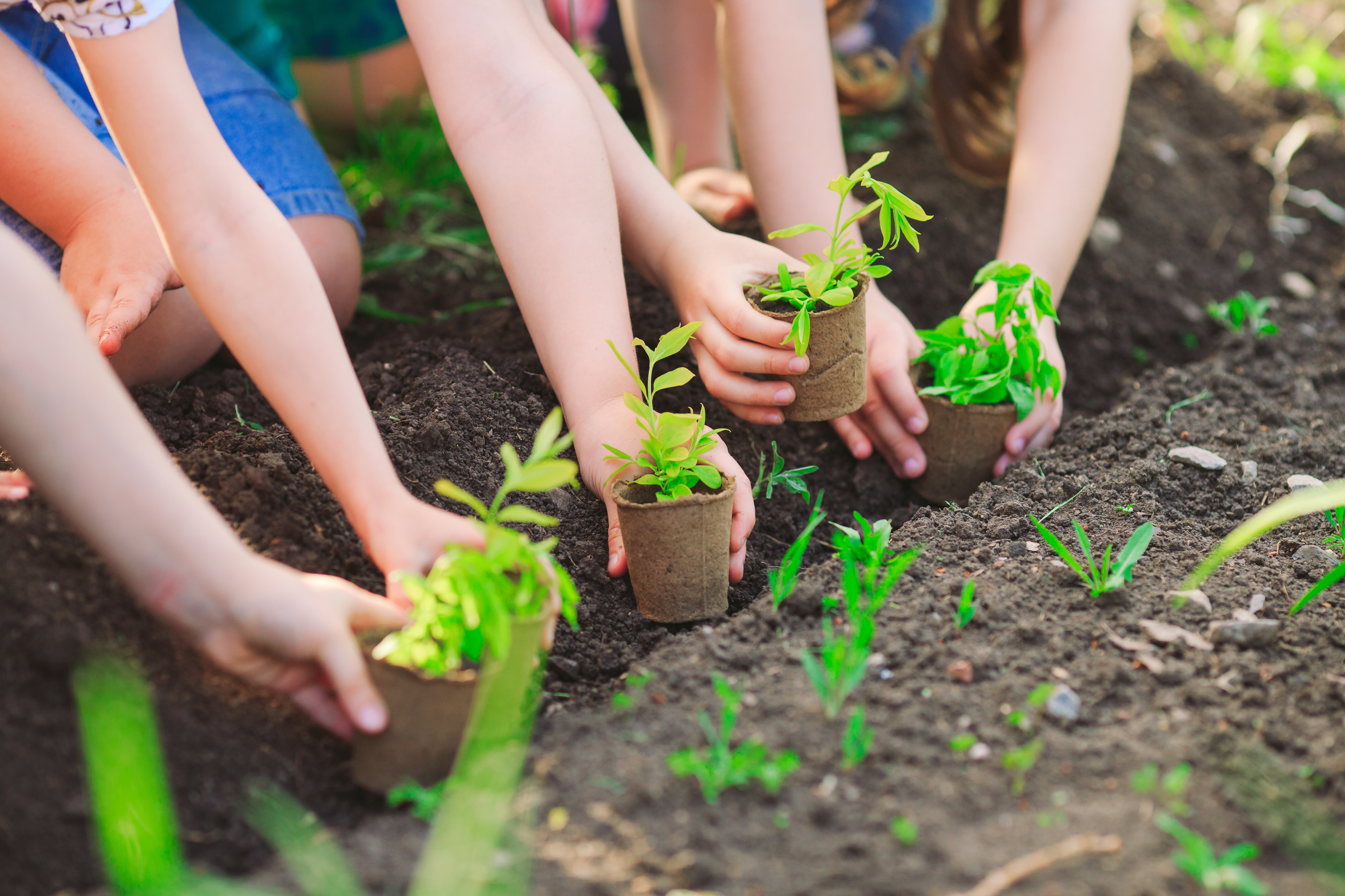 Дети вырастили цветы. Посадка растений. Сажать овощи. Сажать цветы. Дети сажают цветы.
