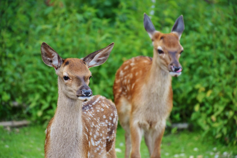 "Casa di Bambi" Ass. Ecofaunistica V.co "Casa di Bambi" Ass. Ecofaunistica V.co