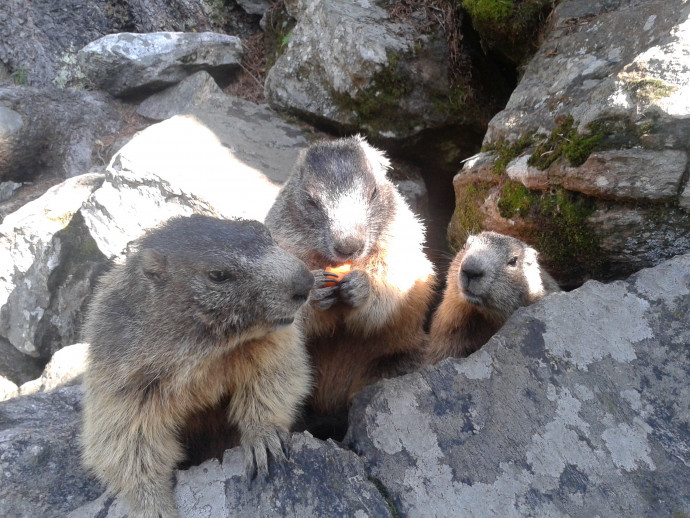 Marmotte di Chiareggio