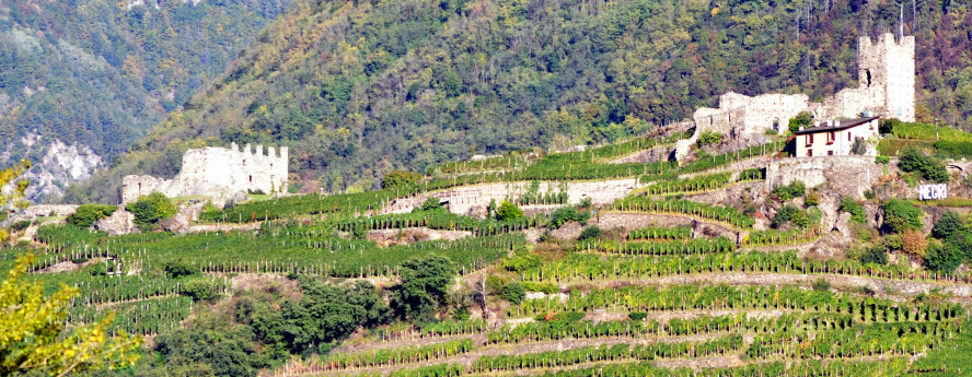 La strada del vino e dei sapori La strada del vino e dei sapori