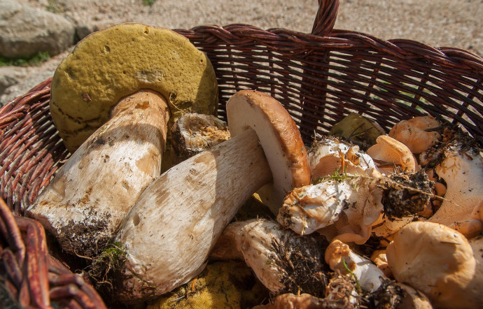 Funghi - Incontro con il Micologo