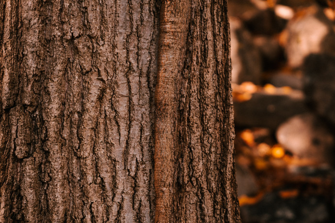 Il bosco, gli alberi, il legno
