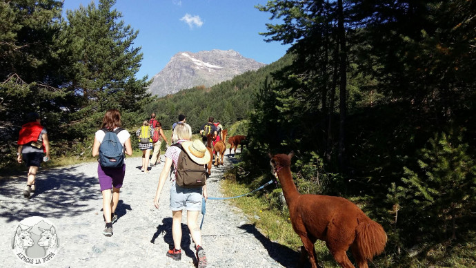 Trekking with Alpacas