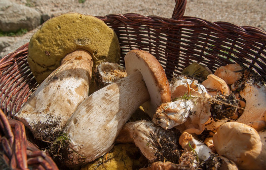 Funghi - Incontro con il Micologo