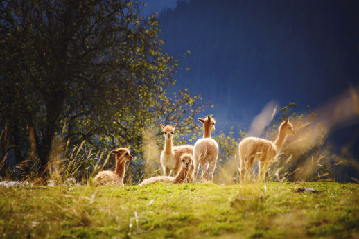 Attività con Alpacas