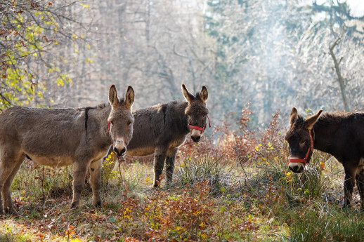 Passeggiando tra natura e tradizioni