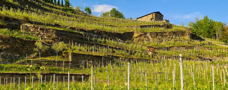 PROGETTO UGA  Un grappolo appeso