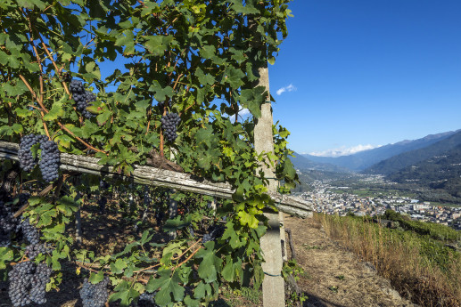 Valtellina Terra d'Emozioni