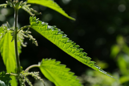 Minestra di ortiche