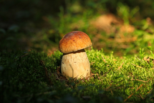 I Funghi