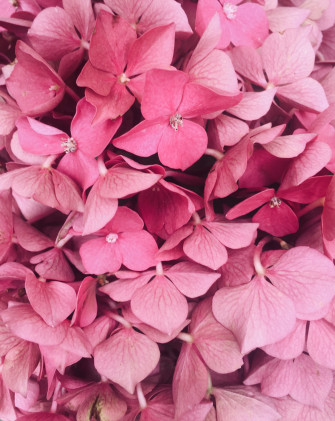 Voci in rosa