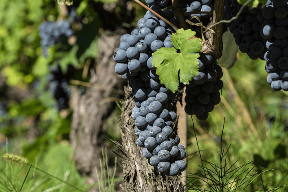 La strada del vino e dei sapori