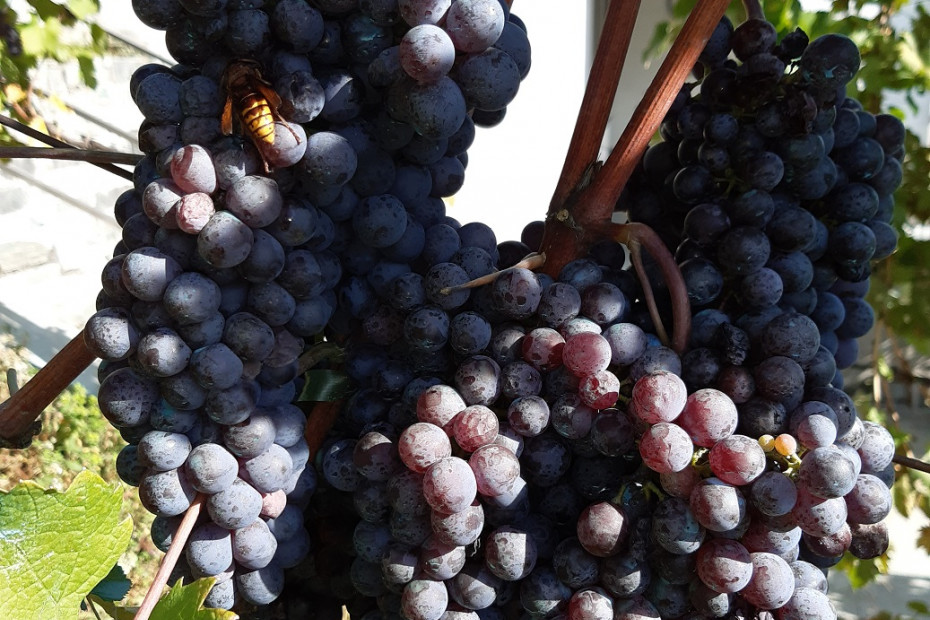 Terraced vineyard route