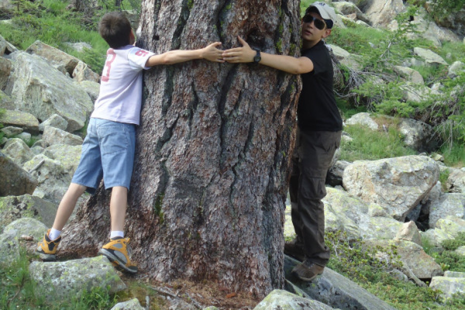 L'ALBERO PIU' VECCHIO D'ITALIA