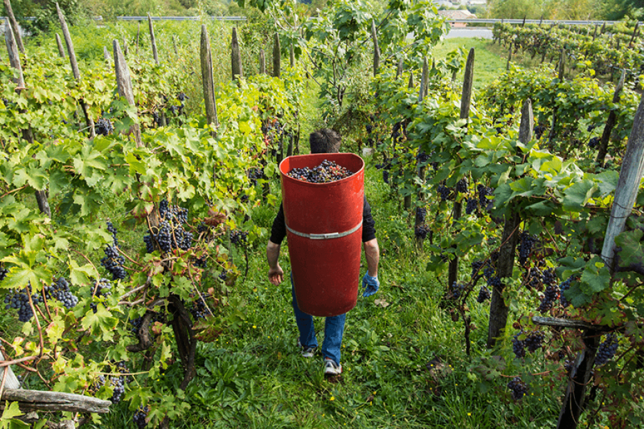 VALTELLINA SUPERIORE SASSELLA DOCG