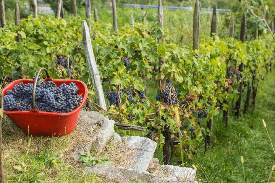 VALTELLINA SUPERIORE GRUMELLO DOCG