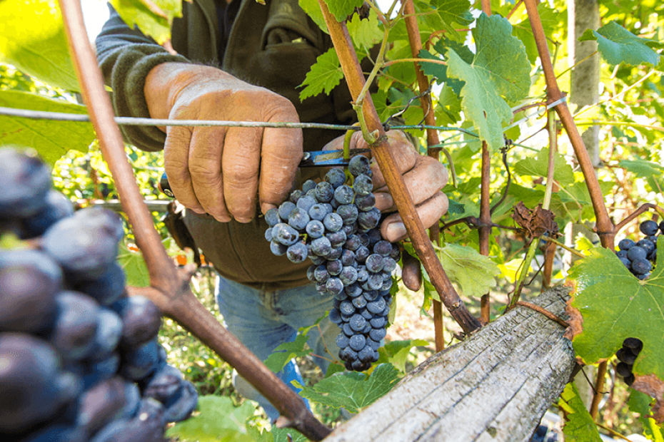 VALTELLINA SUPERIORE INFERNO DOCG