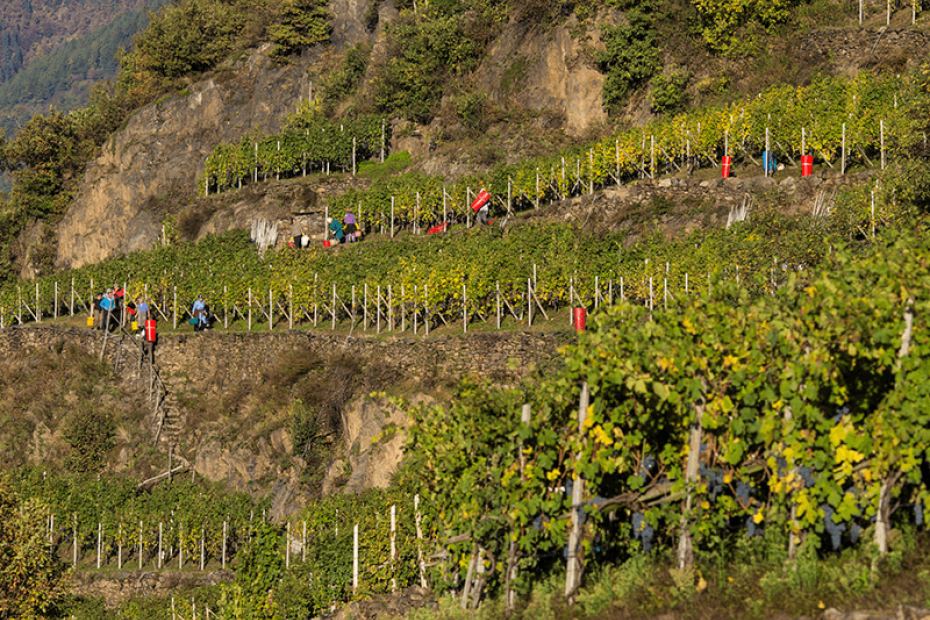 ROSSO DI VALTELLINA DOC