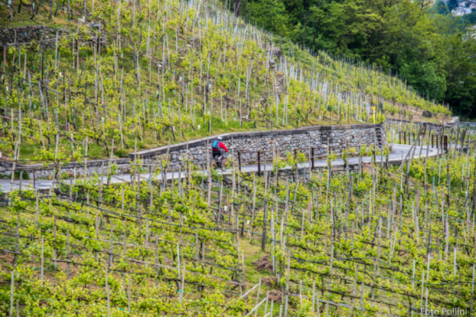 The Grumello vineyards in Montagna in Valtellina